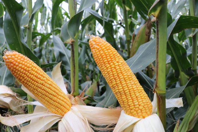Corn variety crop
