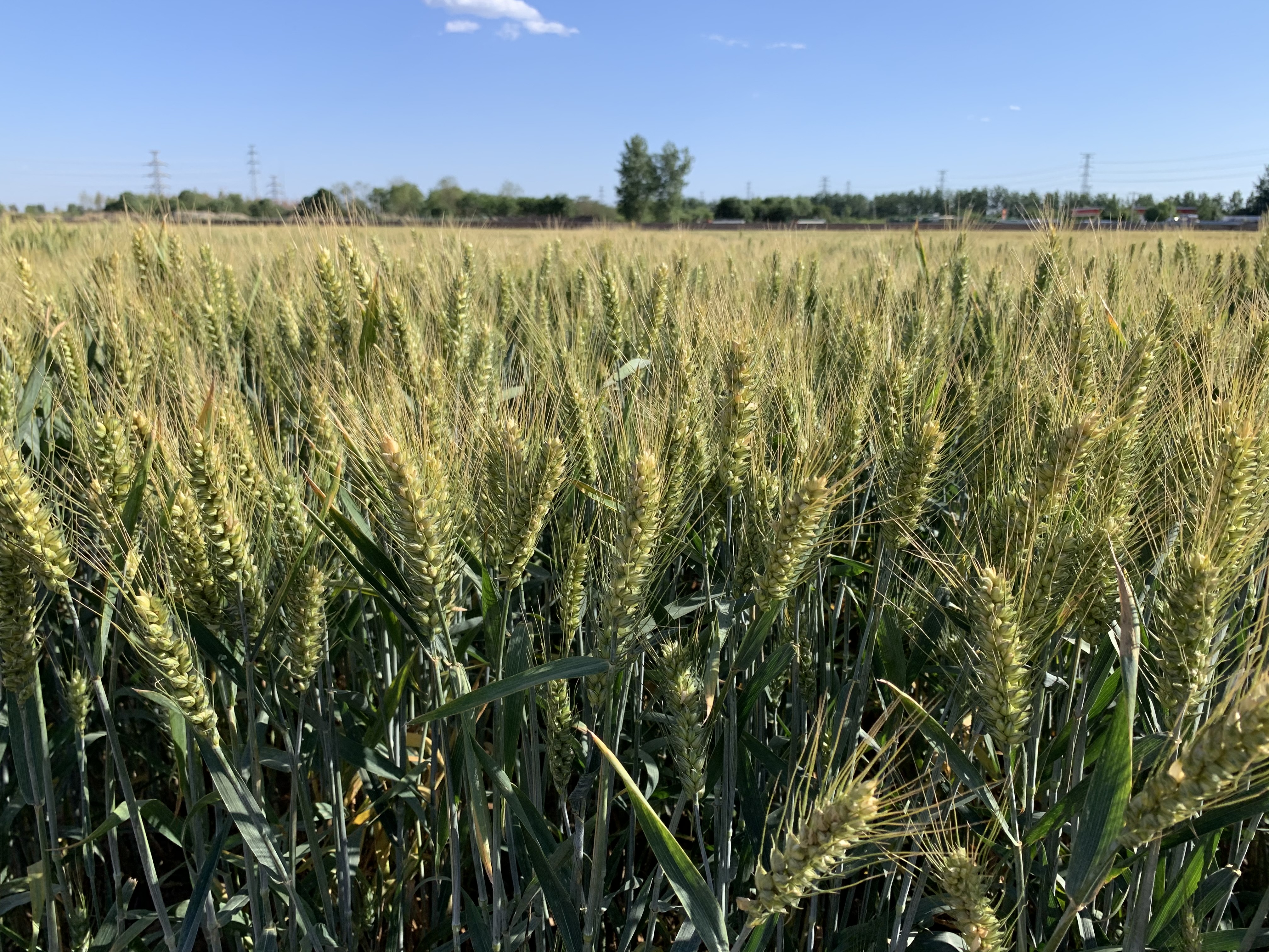Wheat variety crop
