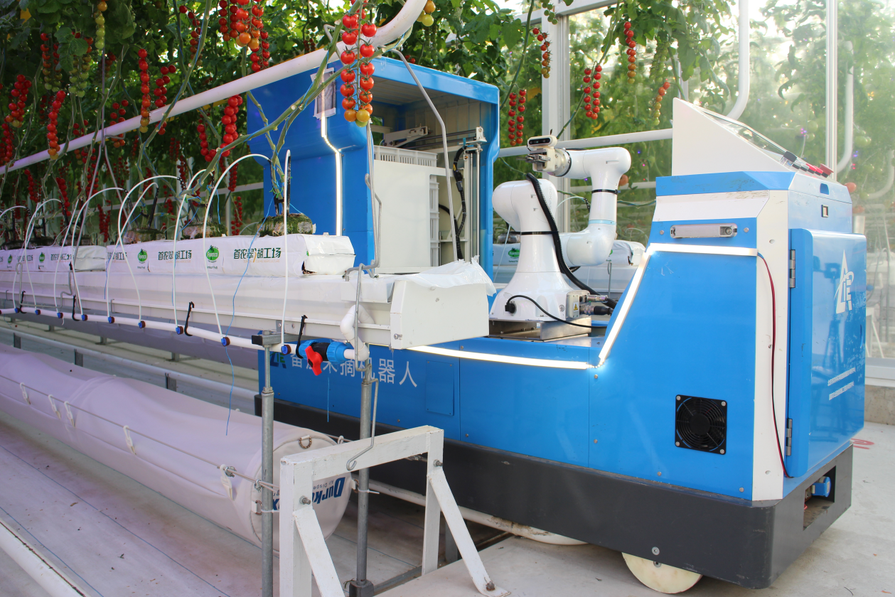 Tomato harvesting robot in greenhouse