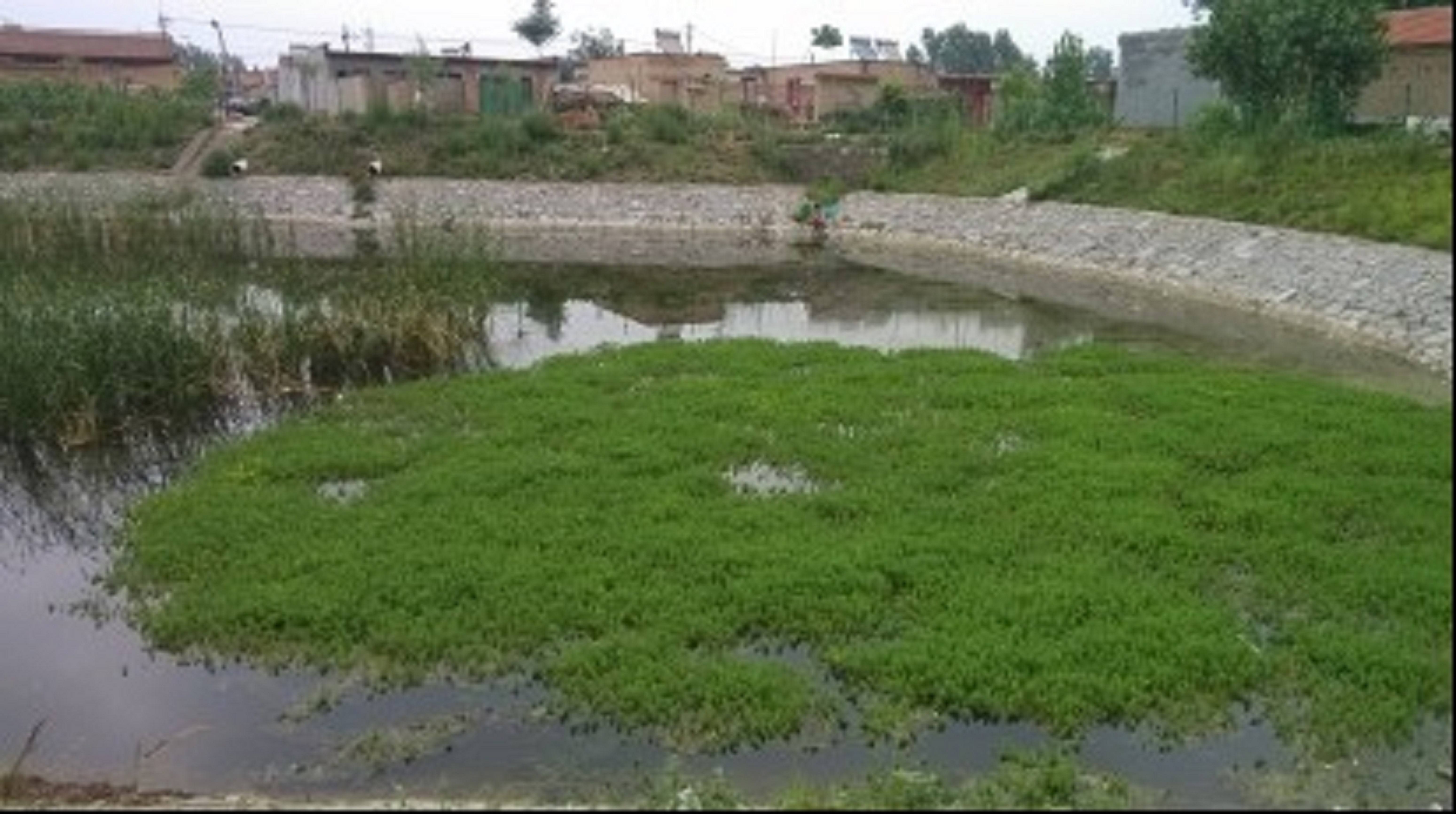 Soil improvement cover